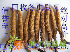 沈阳回收冬虫夏草13699122255求购5X极草含片回收过