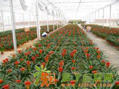 郑州无支柱大棚花卉温室大棚简易大棚骨架材料