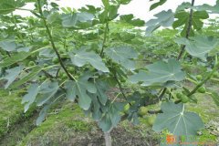 无花果种植基地欢迎广大经销商前来参观