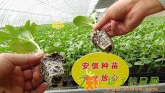 选放心西瓜苗 就来安信种苗官网