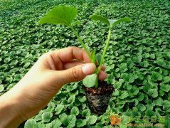 安信嫁接甜瓜苗 专业精心到每一棵种苗