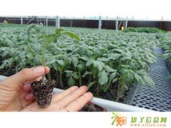 选购品质最好西红柿苗 首推 安信种苗