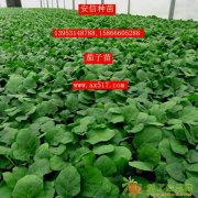 给您提供最好的茄子苗 安信种苗一直在努力