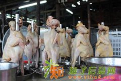 栋企鸡培训/栋企鸡加盟 深圳正宗栋企鸡培训