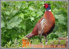 山鸡苗贵妃鸡苗上海泰殷珍禽养殖场火鸡苗珍珠鸡苗绿壳蛋鸡苗野鸭