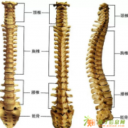 张氏组合疗法之气血循环机