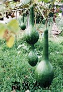 长柄葫芦种子 观赏葫芦种子
