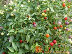 观赏辣椒种子 七彩椒种子 迷你椒种子