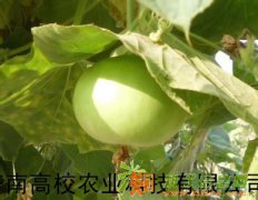 葫芦娃种子 葫芦新品种