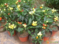 蟠桃观赏椒种子 一种新型的观赏辣椒种子