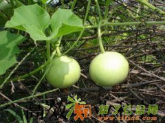 苹果葫芦种子 观赏葫芦种子