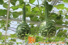 天鹅葫芦种子 葫芦种子