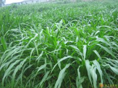 牧草种子 墨西哥玉米草种子