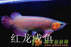 济南高新区高档观赏鱼销售