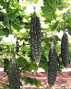 营养丰富全天然有机蔬菜 黑苦瓜种子