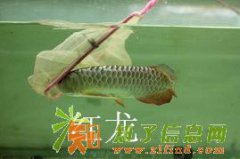 济南水族器材销售