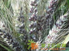 神奇的长寿食物——黑小麦种子