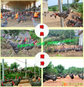 土鸡销售,土鸡养殖场,土鸡蛋购买,土鸡蛋销售，土鸡购买