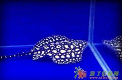 济南水草缸造景