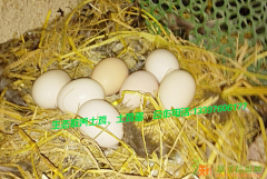 芦花鸡蛋批发，芦花鸡蛋招商，芦花鸡蛋加盟，芦花鸡蛋代理