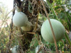 鸡蛋葫芦种子 观赏葫芦种子新品种