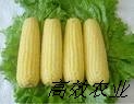 致富信息 超甜水果玉米种子
