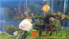 济南高档观赏鱼