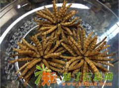 通州区回收冬虫夏草13439830111收购冬虫夏草