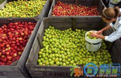 青岛进口波兰苹果有经验的代理报关行