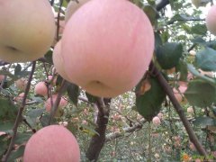 现货优质平台兴蜀大宗蜀商所抚州招商