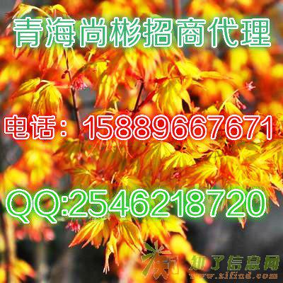 青海尚彬交易所招商及代理