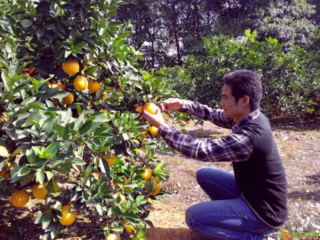 （预售）赣南脐橙自家果园11月采摘果大汁多