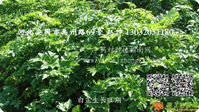 苍术种子货少价涨种植前景好中药材种植指南网