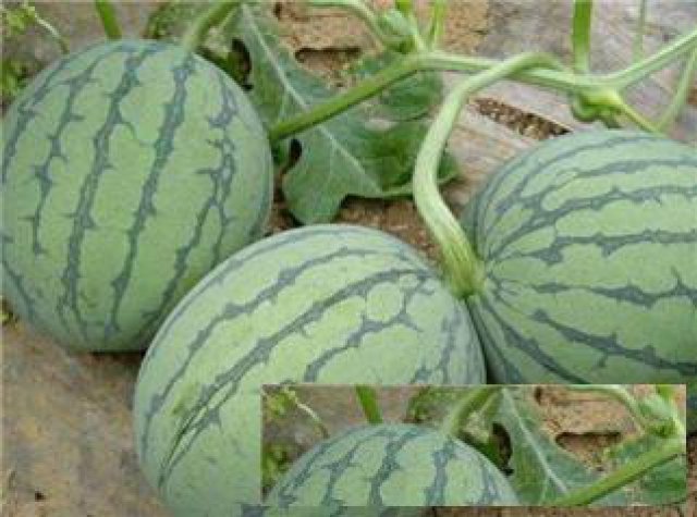 锦州西瓜苗基地早春西瓜苗育苗厂