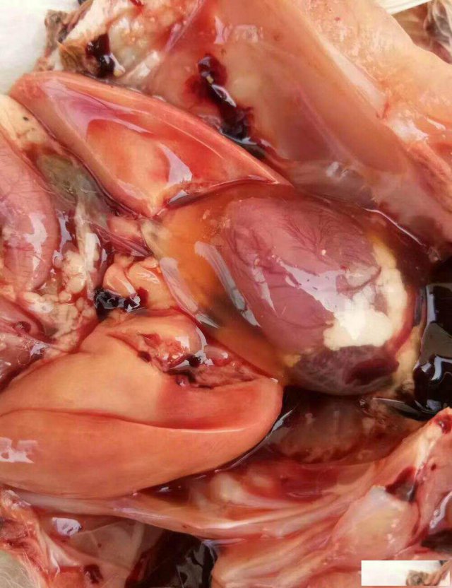 鸭心包积液怎么治，鸭安卡拉病毒特效药，当天控制死亡