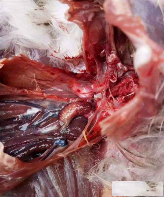 鸭拉白屎是怎么回事，禽医解答