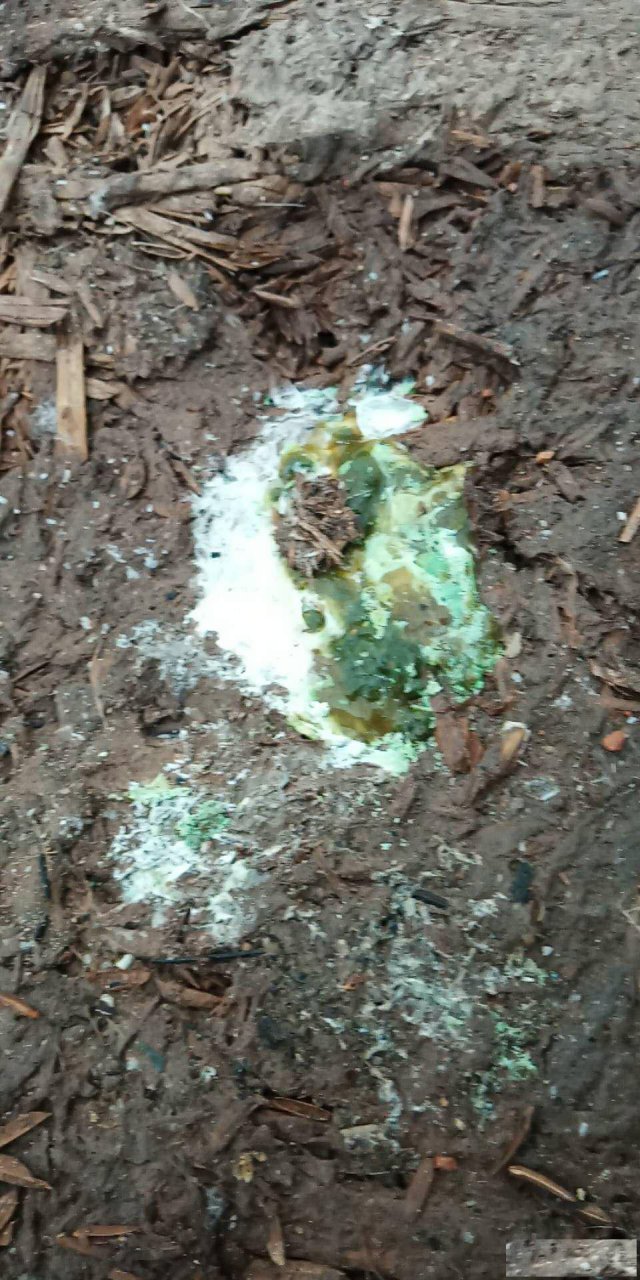 鸭脖子歪了抽搐死去，鸭歪脖转圈是怎么回事