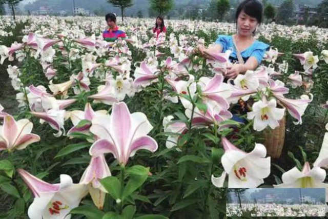 百合中药材种植前景出售中