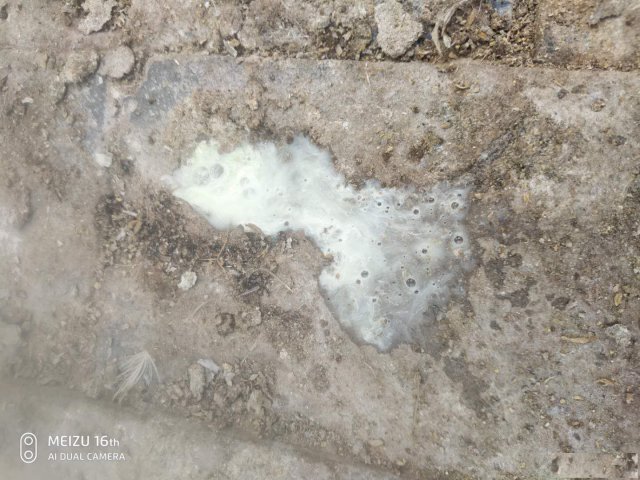 鸡打蔫站着打盹，鸡大肠杆菌怎么治