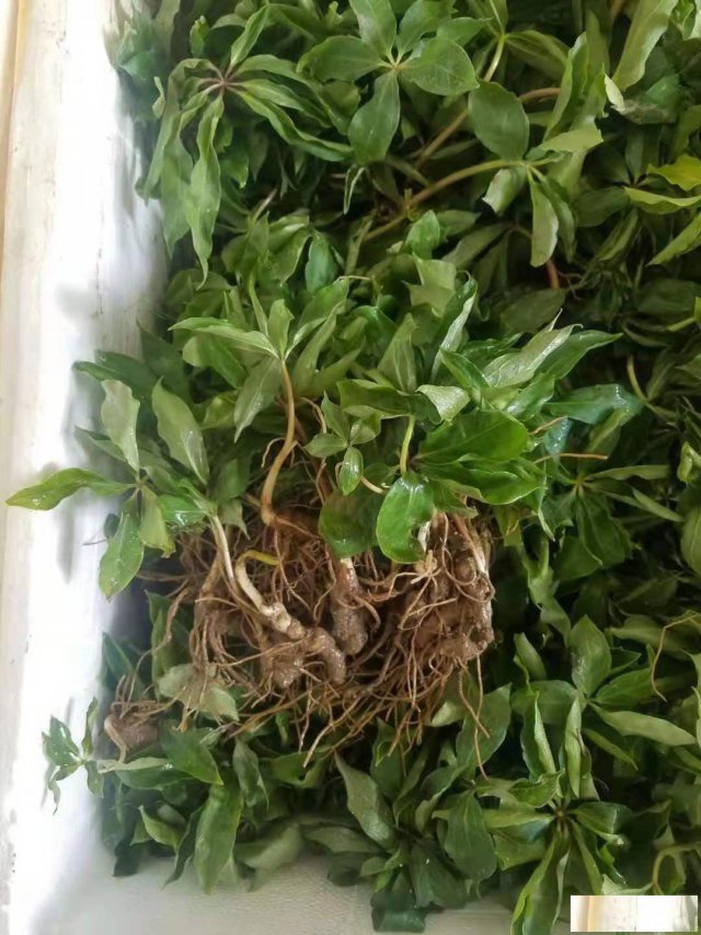 重楼种植技术免费指导种苗块茎出售