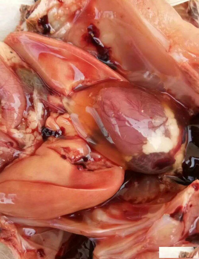 治疗鸭腺病毒的好药，治肉鸭心包积液的药