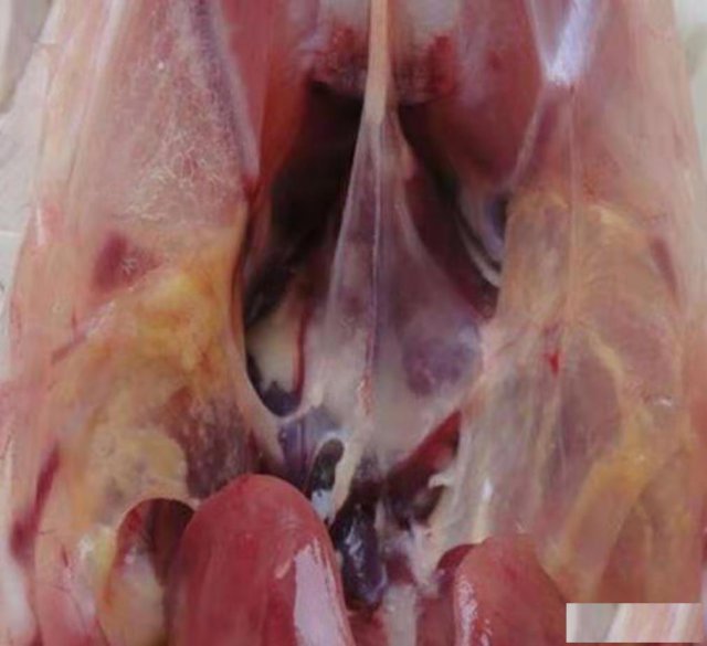 鸡支气管堵跟气囊炎混合感染治疗方案