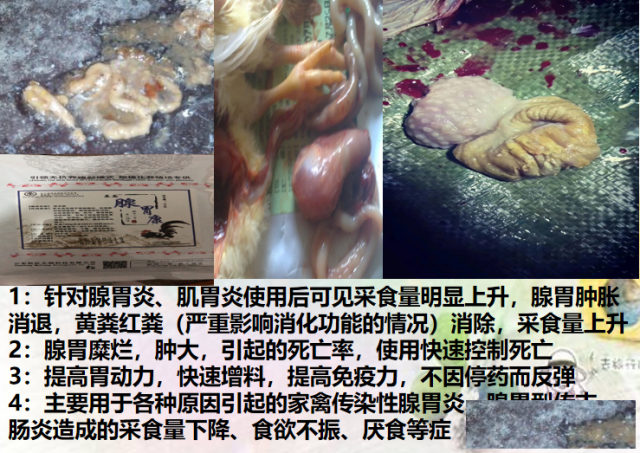 肉鸡腺胃炎治疗药，鸡无缘无故消瘦死，治疗用腺胃康
