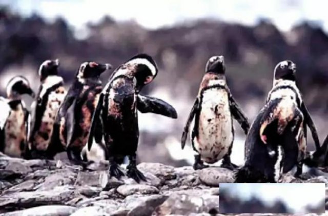 情感挽回机构是真的可以相信吗？