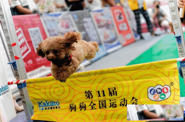 山城萌宠SHOW翻天，CPF重庆宠物展定档10月与您相约