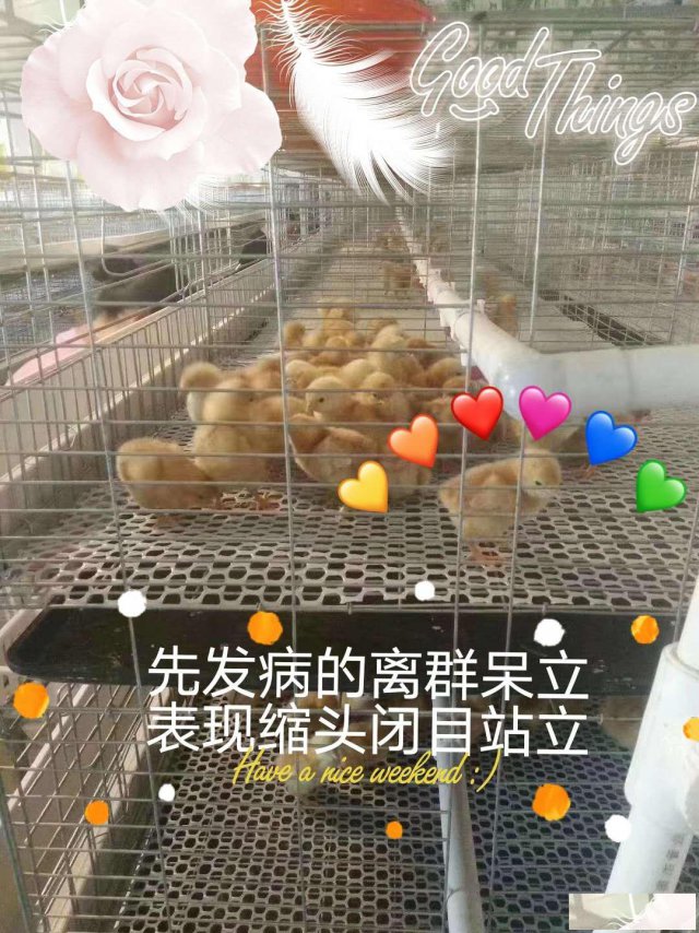 腺肌胃炎的感染后果