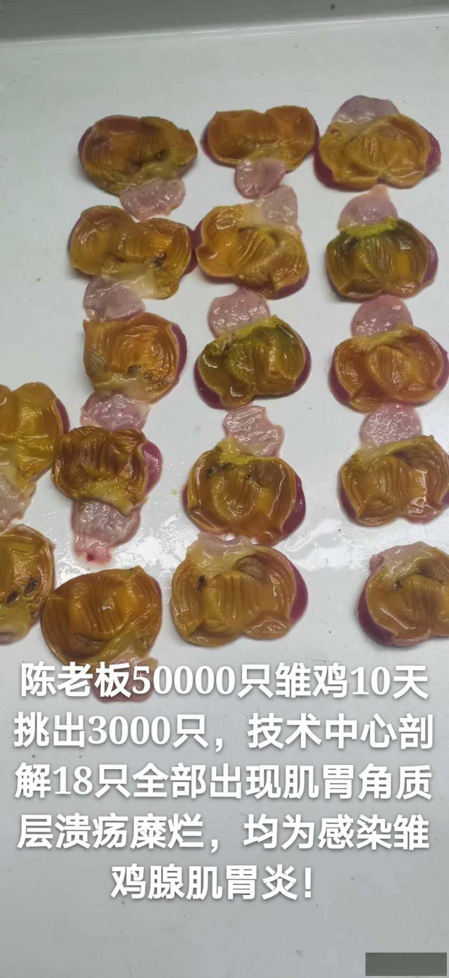 小鸡不吃料体重特别轻怎么回事
