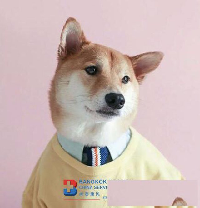 曼谷医院表示：及时接种疫苗是预防狂犬病唯一有效的方法