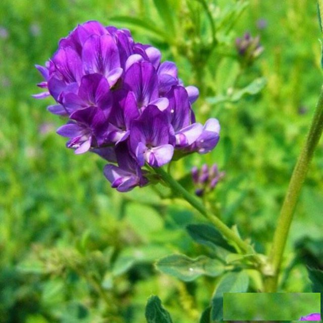 紫花苜宿怎么种植好?