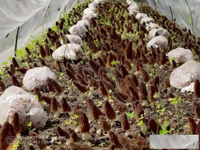 羊肚菌种植技术注意事项